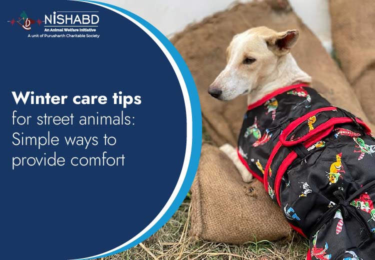 Winter care tips for street animals