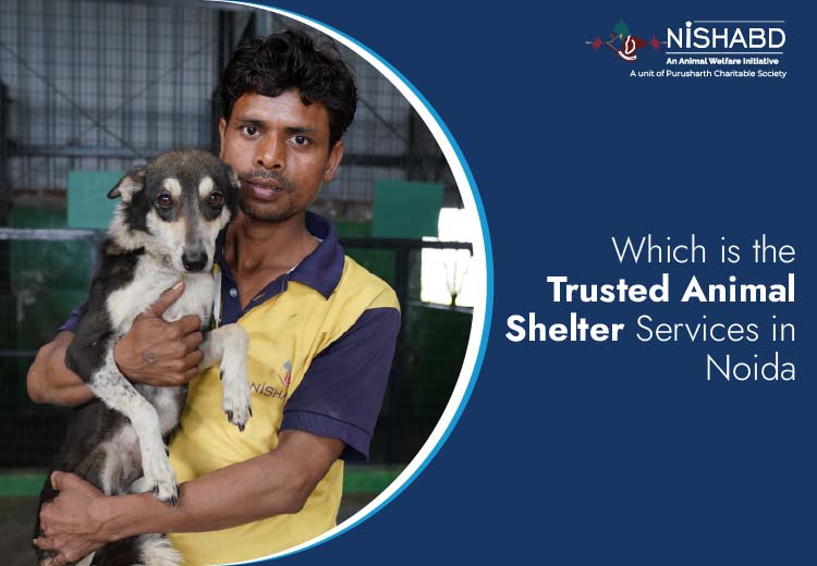 Animal Shelter Services in Noida