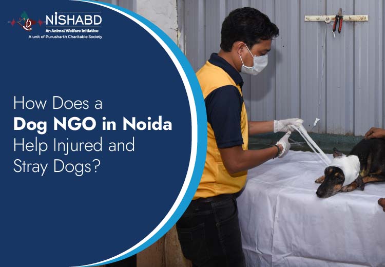 dog ngo in noida