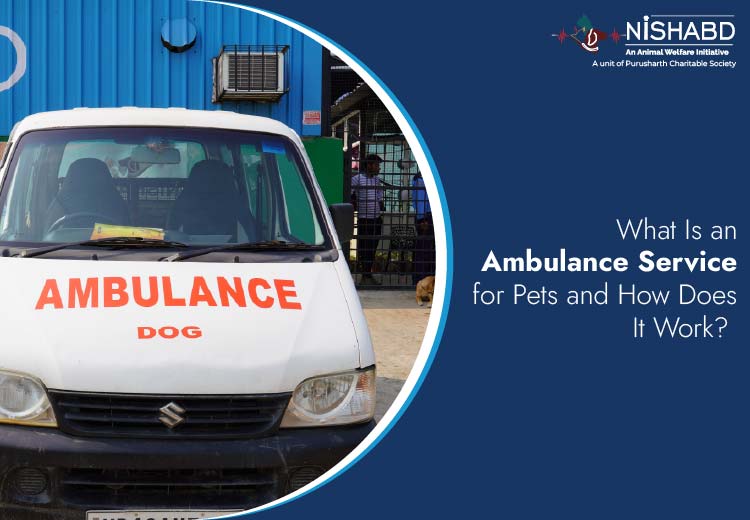 Ambulance Service for Pets