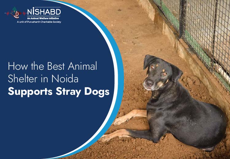 best animal shelter in Noida