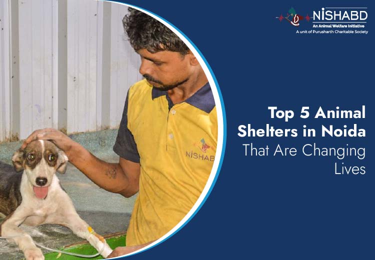 Top Animal Shelters in Noida