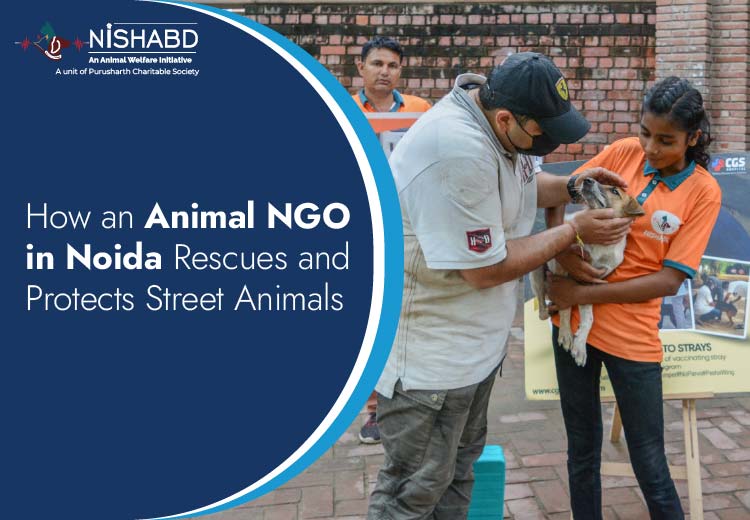 ngo for voiceless in noida