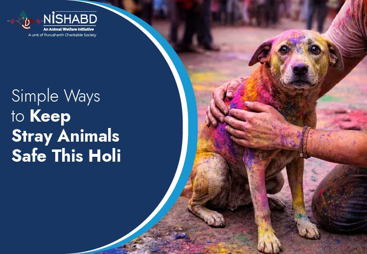 Simple Ways to Keep Stray Animals Safe This Holi