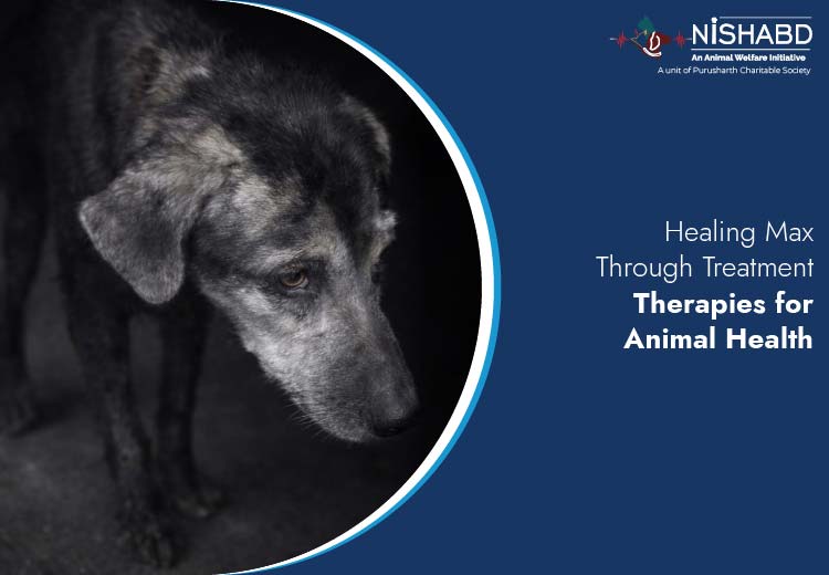 Treatment Therapies for Animal Health