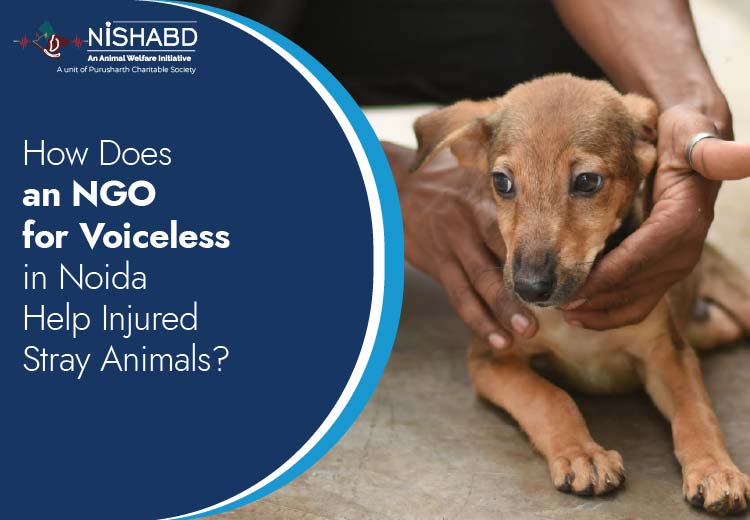 ngo for voiceless in noida