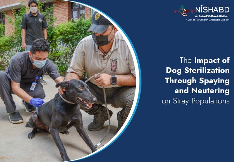 dog sterilization