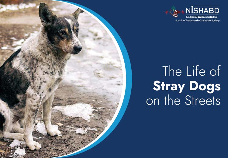 stray dog rescue