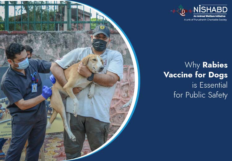 rabies vaccine for dogs