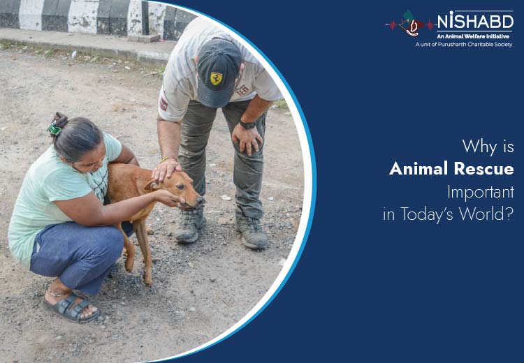 animal rescue