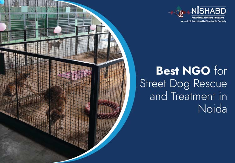 ngo for voiceless in noida