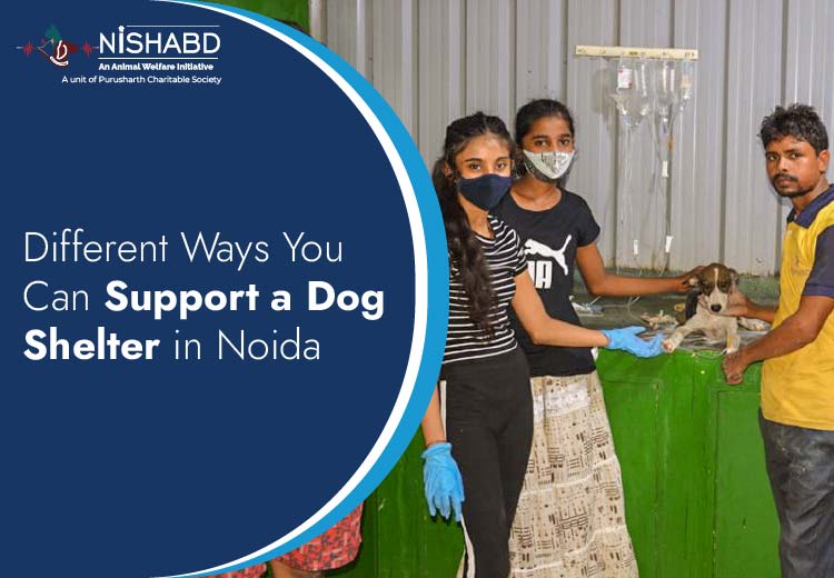 Dog Shelter in Noida