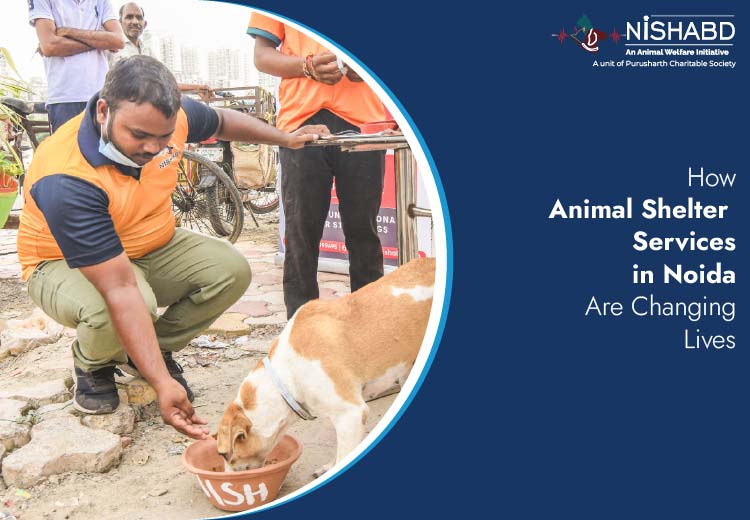 Animal Shelter Services in Noida