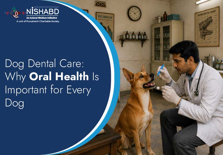 dog dental care