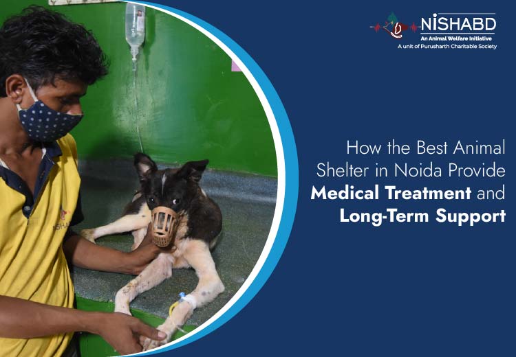best animal shelter in noida