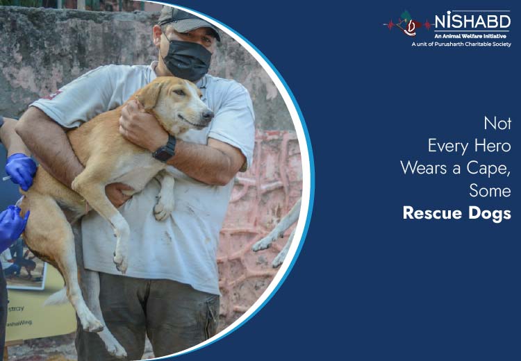 rescue dogs