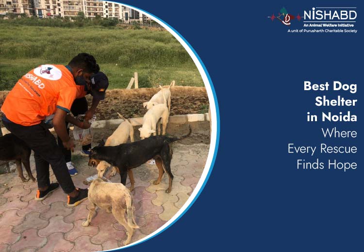 best dog shelter in noida