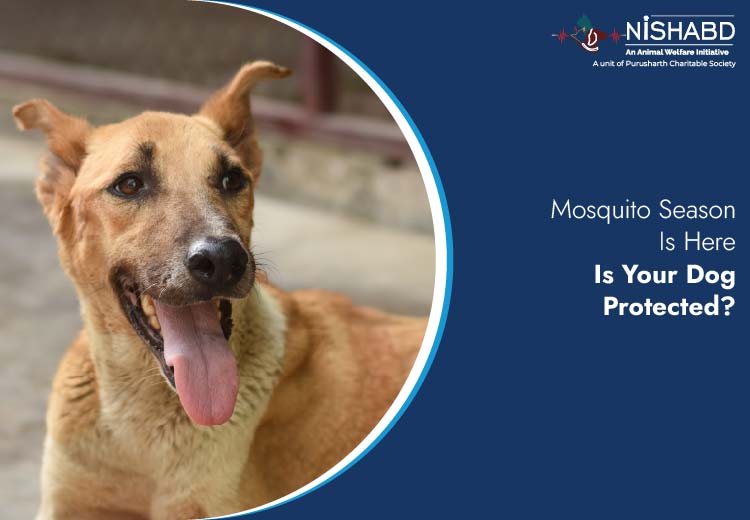 mosquito bites